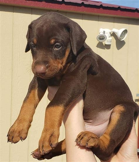 doberman pinscher for sale oklahoma|doberman puppies for sale today.